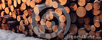 Scots pine and spruce, oak trees. Pile of logs, lumbering industry. generative ai Stock Photo