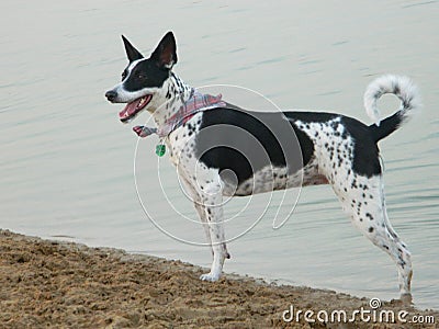 Scottie, majestic Border Collie Saluki Stock Photo