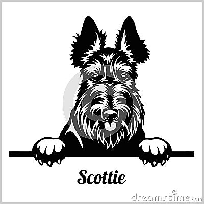 Scottie - Peeking Dogs - breed face head isolated on white Vector Illustration