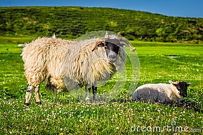 Scottish Blackface Sheep Stock Photo