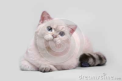 Scottish cat in gray background Stock Photo