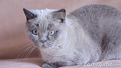 Scottish cat with an incomprehensible look looks with interest Stock Photo