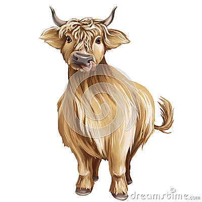 Scottish cow. Beige shaggy bull. illustration isolated on white background. Cartoon Illustration