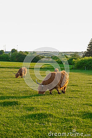 Scottish cows chews grass. Highland breed.Scottish cows in the pasture in the sunshine Stock Photo