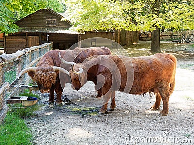 Scottish cows farm Stock Photo