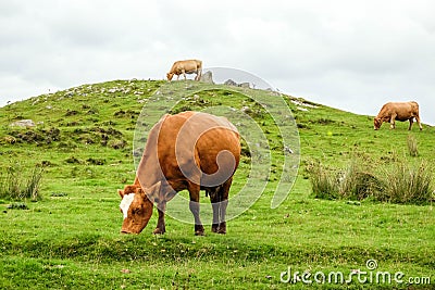 Scottish cows Stock Photo