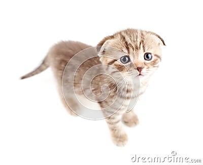 Scottish fold brown kitten top view Stock Photo