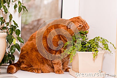 Scottish fold cat Stock Photo