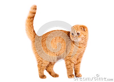 Scottish fold cat Stock Photo