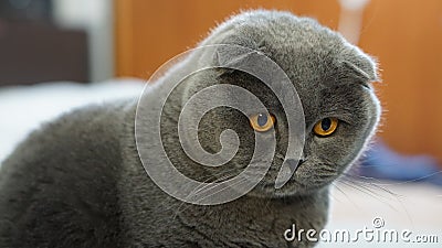 Scottish fold cat 3 Stock Photo