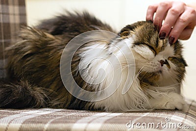 Scottish fold cat. Hand of person stroking head of cute cat Stock Photo