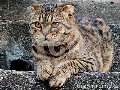 Scottish fold cat Stock Photo