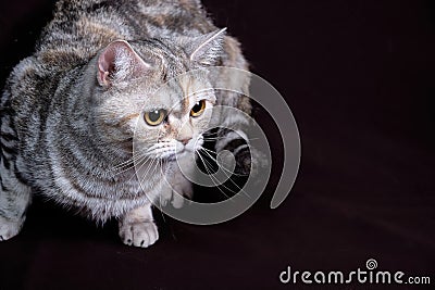 Scottish fold cat marble on silver, portrait on a dark background Stock Photo