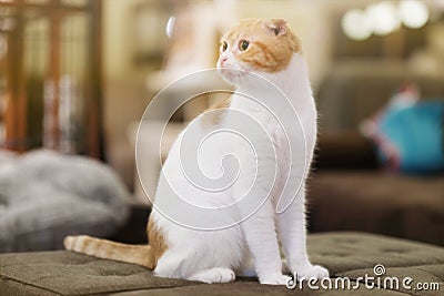 Scottish Fold Cat Stock Photo