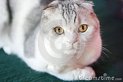 Scottish Fold Cat with round face. Portrait of surprised scottish fold male cat with big eyes. Cats yellow eyes. Stock Photo