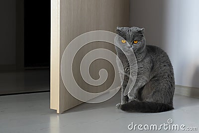 A Scottish fold cat sits at the open door with its front paw raised and looks contemptuous. The cat is gray with bright orange Stock Photo