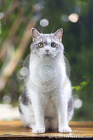 Scottish fold cat standing in the garden with green grass.Tabby cat looking at camera with wooden floor.Cute cat on blurred of Stock Photo