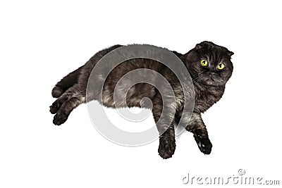 Scottish Fold cat, with yellow eyes, in various poses, isolated on white background. Stock Photo