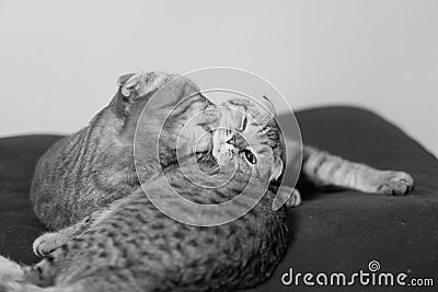 Scottish fold cats love Stock Photo