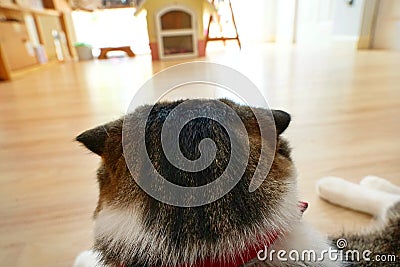 Scottish Fold, Close up head cat looking out the door. Stock Photo