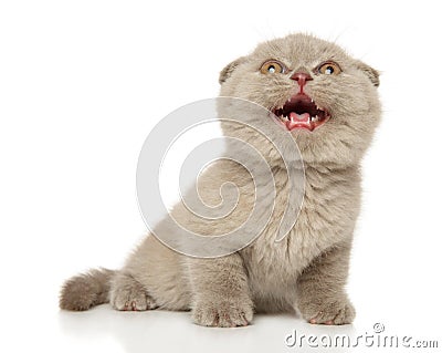 Scottish fold kitten meows Stock Photo