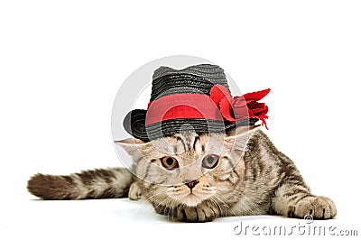 Scottish fold kitten wearing black hat isolated Stock Photo