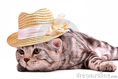 Scottish fold kitten wearing white straw hat Stock Photo