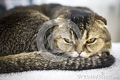 Scottish Fold sleeps on a white towel in the interior Stock Photo