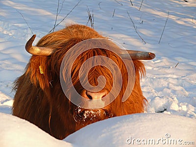 Scottish Gaelic Highland Stock Photo