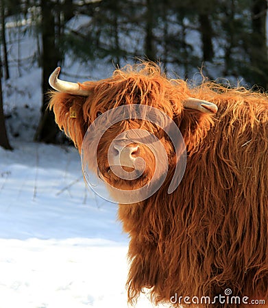 Scottish Gaelic Highland Stock Photo