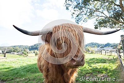 Scottish Highland Cow giving a side look Stock Photo