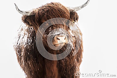 Scottish highland cow in snow Stock Photo