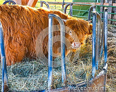 Scottish highland cows at feeding. Baden Baden. Baden Wuerttemberg, Germany, Europe Stock Photo