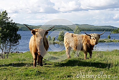 Scottish Highland cows on pasture Stock Photo