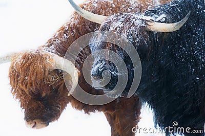 Scottish highland cows standing in snow Stock Photo