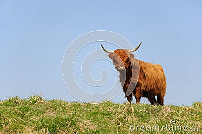 Scottish Highlander Stock Photo