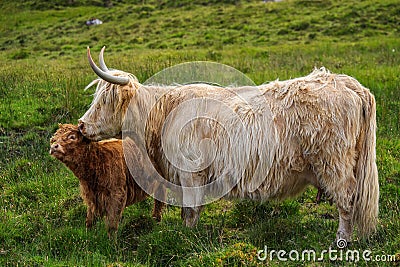 Scottish highlander or Highland cow cattle (Bos taurus taurus) mother and her calf. Stock Photo