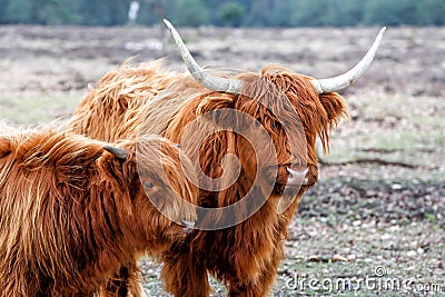 Scottish highlander or Highland cow cattle Stock Photo