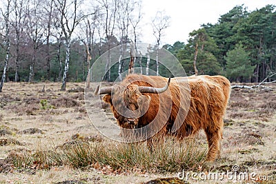 Scottish highlander or Highland cow cattle grazing in a field Stock Photo