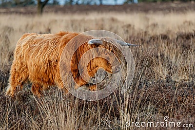 Scottish highlander or Highland cow cattle grazing in a field Stock Photo