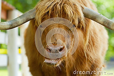 Scottish highlander ox Stock Photo