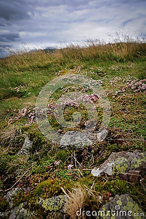 Scottish Highlands Vegetation Stock Photo