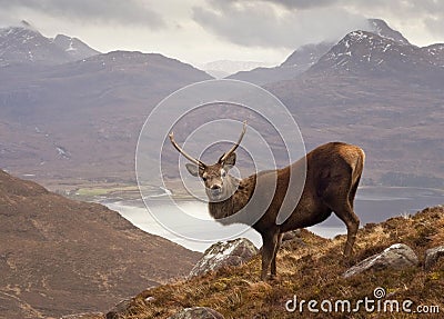 Scottish highlands, wild stag Stock Photo