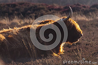 Scottish Higland cow Stock Photo