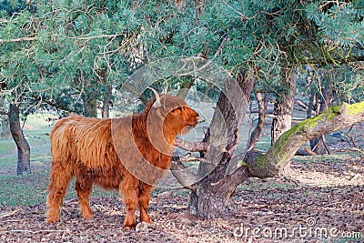 Scottish Higlander or Highland cow cattle Stock Photo