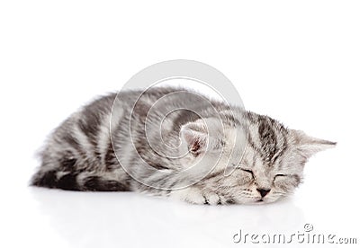 Scottish kitten sleeping. isolated on white background Stock Photo