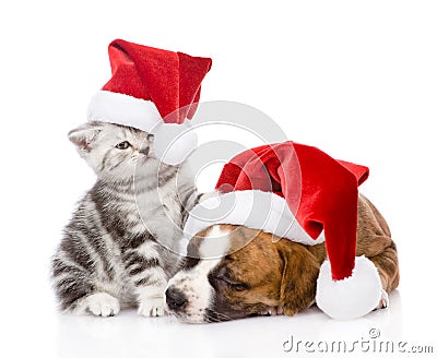 Scottish kitten and small puppy with santa hat. isolated Stock Photo