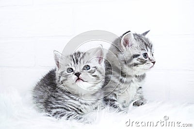 Scottish kittens Whiskas striped color portrait Stock Photo