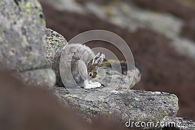 Mountain hare with winter coat in mixture of snow and bare ground Stock Photo
