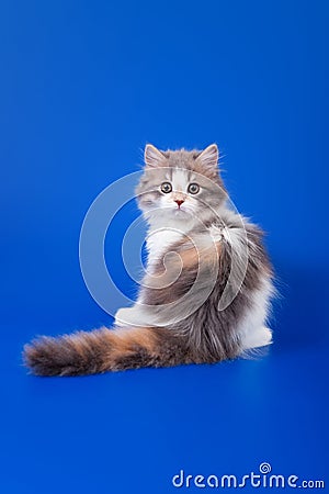 Scottish purebred cat Stock Photo